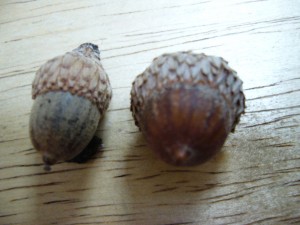 noix,glands quercus ellipsoidalis,quercus velutina